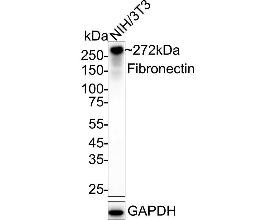 Fibronectin Recombinant Rabbit monoclonal Antibody - image 2