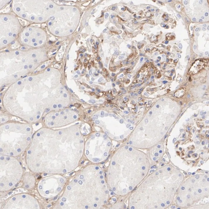 Fibronectin Recombinant Rabbit monoclonal Antibody - image 3