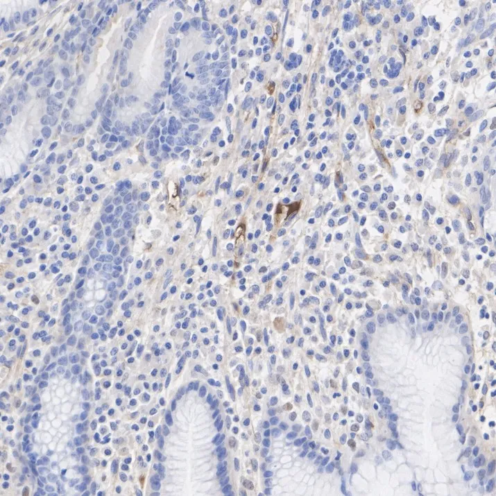 Fibronectin Recombinant Rabbit monoclonal Antibody - image 4