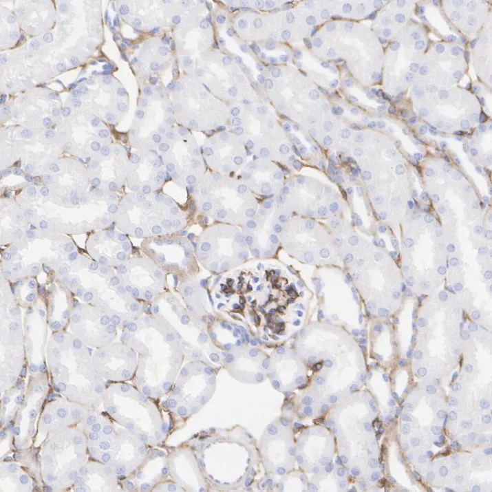 Fibronectin Recombinant Rabbit monoclonal Antibody - image 5
