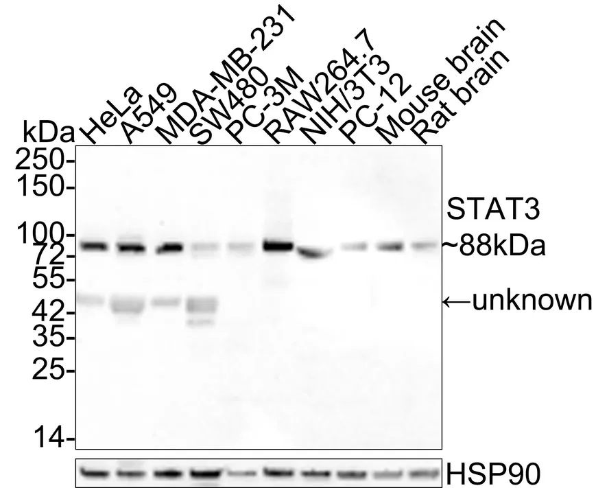 Stat Antibody Sampler Kit - image 2