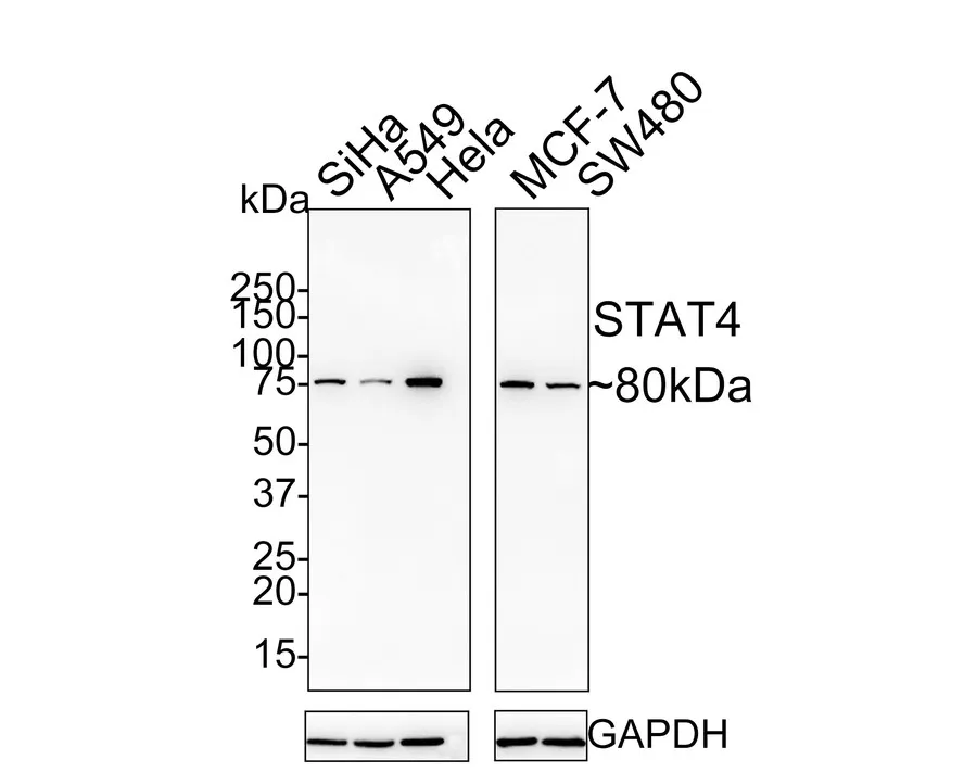 Stat Antibody Sampler Kit - image 3
