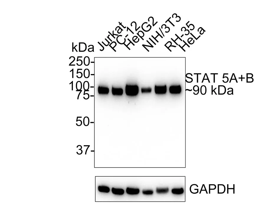 Stat Antibody Sampler Kit - image 4