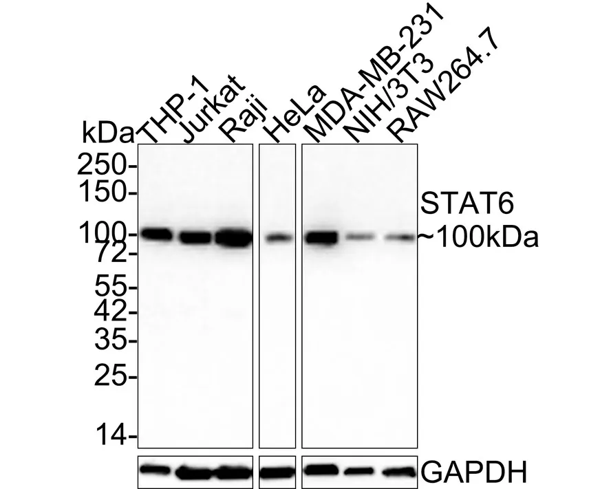 Stat Antibody Sampler Kit - image 5