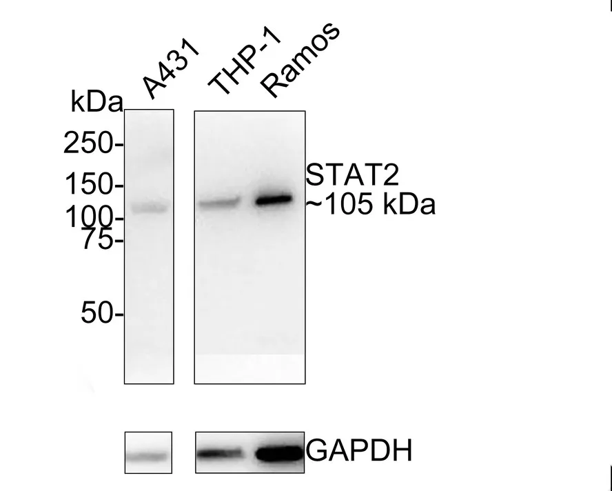 Stat Antibody Sampler Kit - image 1