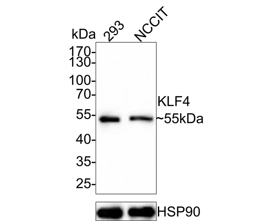 IPS Cell Reprogramming Antibody Kit - image 5