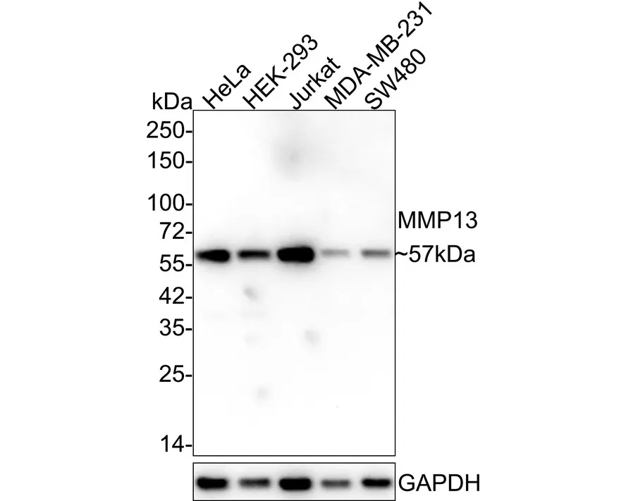 ECM Profiling Antibody Sampler Kit - image 2