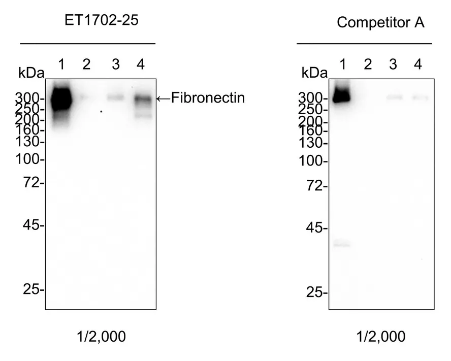 ECM Profiling Antibody Sampler Kit - image 3