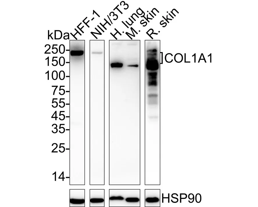 ECM Profiling Antibody Sampler Kit - image 5